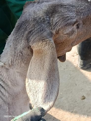 Коровы, быки: Продаю | Овца (самка) | Для разведения | Матка — 2