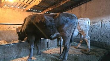 продажа охотничьих собак: Продаю | Корова (самка) | Швицкая | Для молока | Стельные — 2