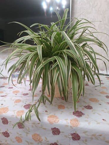 купить домашние цветы в горшках: Внимание продаю комнатные растения в горшках (ПОДХОДЯТ ДЛЯ ОЧИСТКИ — 4