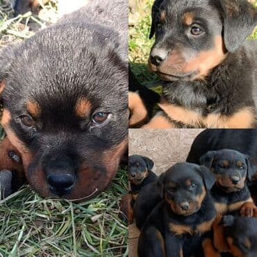 Продаю чистокровных щенков ротвейлера . Возраст 2 месяца . В наличии
