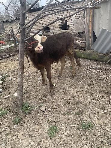 куплю каров: Продаю | Бык (самец) | Полукровка, Швицкая | На откорм | Привязанные — 5