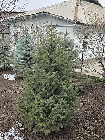 тянь шань: Продаются голубые и тянь-шанские ели. Высота: от 1 до 2,3 метра. 🌲 Ели — 6
