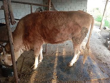 ишу карову: Продаю | Тёлка | На откорм | Привязанные — 1
