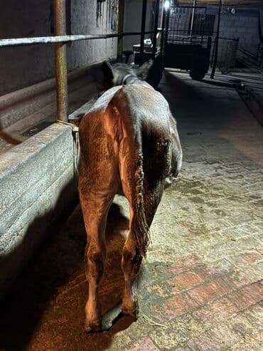 теленки или телята купить: Сатам | Музоо | Бордоп семиртүү үчүн | Байланган — 5