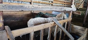 куры обмен: Продаю | Овца (самка) | Для разведения | Ярка — 7