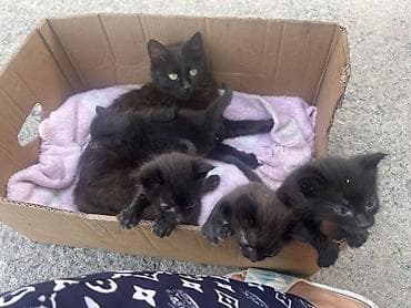 Мышыктар: Ищут дом и любящих хозяев кошка-мама и 4 котёнка (2 девочки и 2 — 3