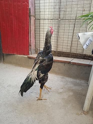 купить волнистый попугай: Февраль жожо — 2