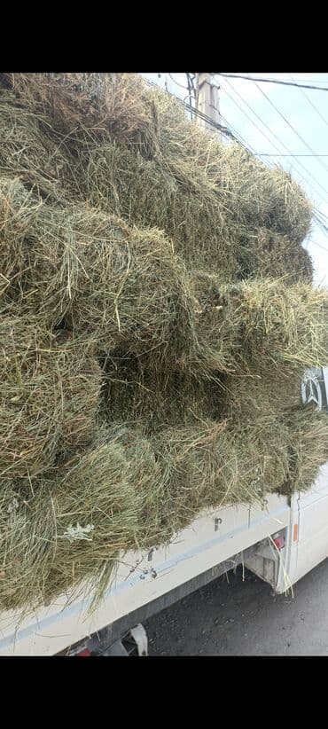 сухой корм для кошек оптом: С бесплатной доставкойСено в тюках. тук бодрый куурай жок таза — 1