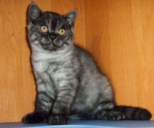 купить кошку в бишкеке: Коты и кошки возраст 5-6 месяцев . Стерилизованы привиты обработаны от — 3