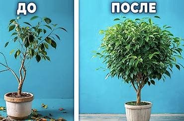 растения для аквариума: Услуги фитодизайнера уход за комнатными растениями, в — 1