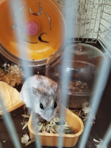 куплю домик для собаки: Продаю двухуровневую клетку. Клетка хорошего качества Россия, очень — 2