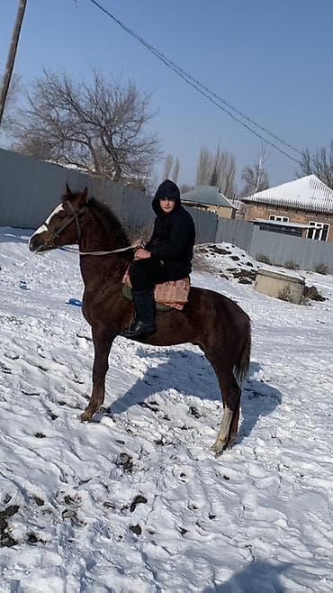 продажа арабских лошадей: Продаю | Жеребец | Рабочий — 3