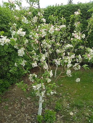 Земельные участки: 28 соток, Для строительства, Красная книга — 2