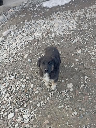 британская длинношерстная кошка: Продаю азиатов мальчик девочка цена за двоих 6000 т. с - Возраст — 2