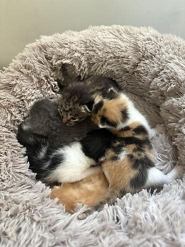 тазы собака: Ищем заботливого хозяина для домашней кошки с котятами. Кошка — 3