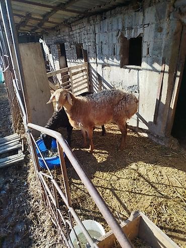 Продаю | Овца (самка) | Для разведения | Матка