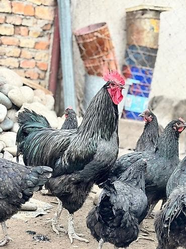 сколько стоит вислоухая кошка: Продаю | Куры, Петух, Цыплята | Для разведения — 5