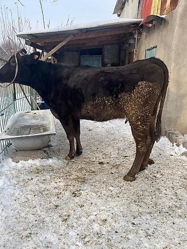 дойыный карова: Продаю | Корова (самка) | Для молока | Стельные — 5