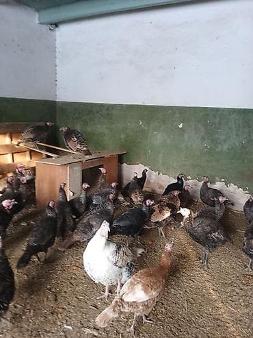 Собаки: Продаю | Индюшка (самка) | Полукровка | Для разведения — 4