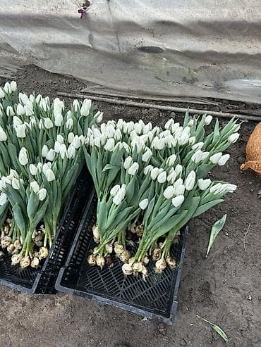 Уход и хранение одежды: Тюльпаны оптом с луковицей, срез «на луковице» из теплицы - 30 — 2