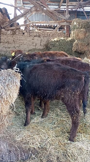 Лошади, кони: Продаю | Тёлка | На откорм — 3