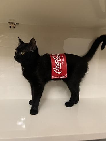 Мышык бекер берем: Мышык бекер берилет: Породасыз, 5 айлык, Ургаачы, Лотокко барууга үйрөтүлгөн, Курттардан тазаланган, Эмделген — 1