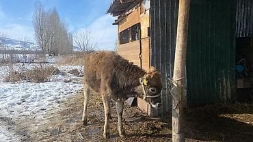 овчарка каракол: Сатам | Музоо | Бордоп семиртүү үчүн | Байланган — 1