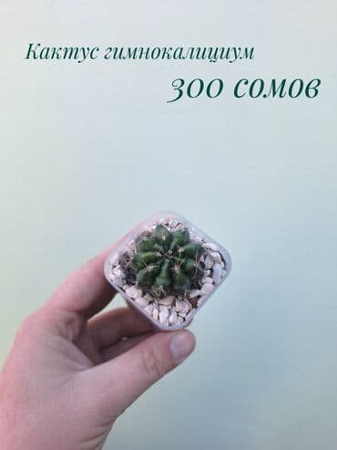 покупка деревьев: ● Комнатные растения (укоренённые черенки, молодые растения, взрослые — 20