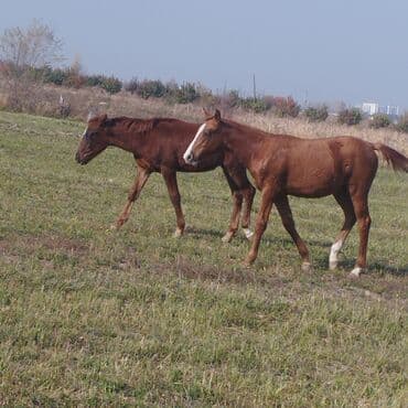 цены породистых собак: Продаю | Жеребенок | Для разведения — 8
