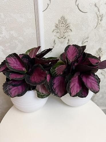 розы в горшке: Калатея розеопикта (Calathea roseopicta) в декоративном кашпо. - — 3