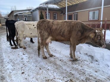 Продаю | Корова (самка) | Алатауская, Симментальская | На откорм, Для разведения, Для молока | После отела at lalafo.kg Продаю | Корова (самка) | Алатауская, Симментальская | На откорм, Для разведения, Для молока | После отела