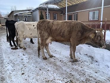 бычок теленок: Продаю | Корова (самка) | Алатауская, Симментальская | На откорм, Для разведения, Для молока | После отела — 1