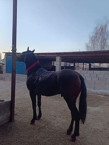 яйцо инкубационное бройлер: Продаю | Жеребец | Конный спорт — 5