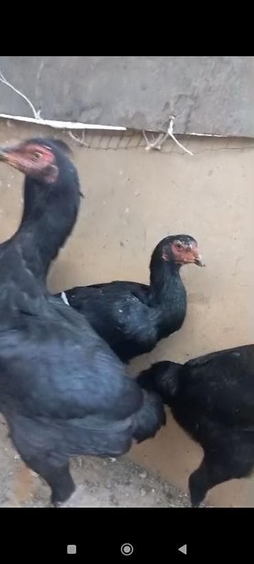 бойцовский куры: Продаю | Петух | Бойцовая | Для разведения — 4