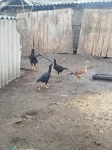 карлики кур: Продаю | Куры | Бойцовая | Для разведения — 5