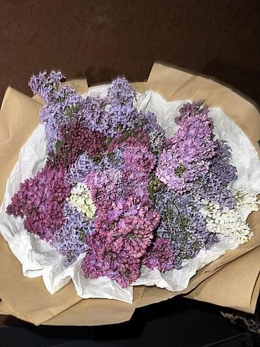 Букет из ароматной сирени по 30 1000 БЫСТРО И ДЕШЕВО ПИШИТЕ ЗВОНИТЕ