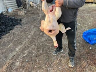 буудай баасы бишкек 2023: Продаю индюки без ГМО жывым и тушами 600 сом килограм! — 3