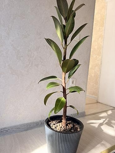 Фикус эластика (каучуконосный), в декоративном кашпо. - Высота