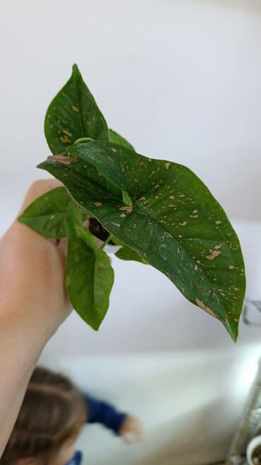 домашние растение: Продаю цветы все цены разные, находится в Кара Балте — 11