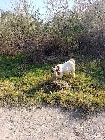 Зоотовары: Продаю | Козёл (самец) | Для разведения — 1