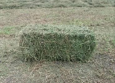 Сено в тюках 3-й укос (пресс-подборка, прямоугольные тюки) - Корма из