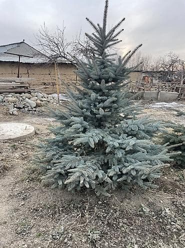 кой бишкек: Карагай — 2