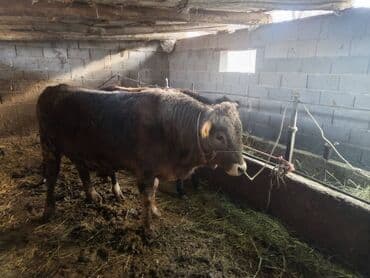 куплю домашнее животное: Продаю | Бык (самец) | На откорм | Привязанные — 1