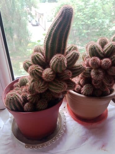 кактус игрушка повторюшка бишкек: Кактусы — 3