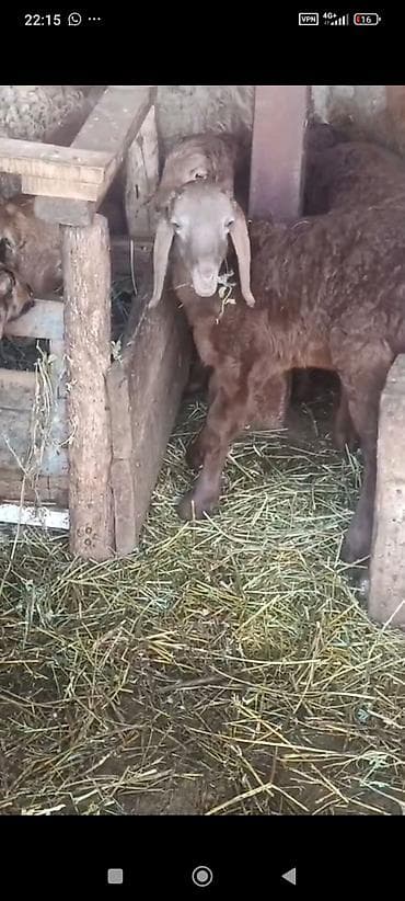 Продам с/х животных: Продаю | Овца (самка) | Для разведения — 2