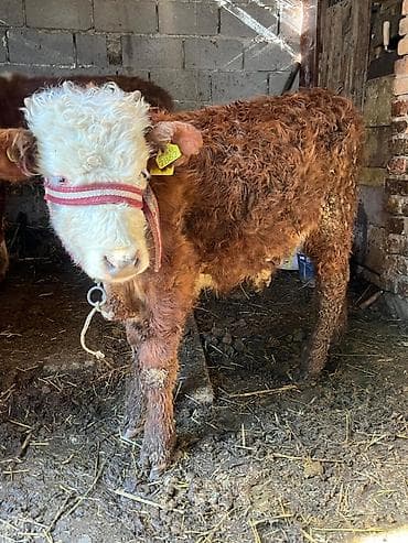 Кошки: Продаю | Музоо, торпок | На откорм | Привязанные — 2