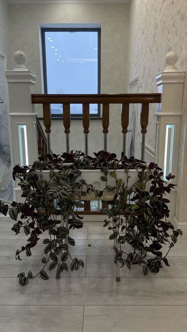 саженцы хурма: Домашние комнатные цветы 🌿 Разные виды — смотрите цены на фото Продаю — 8