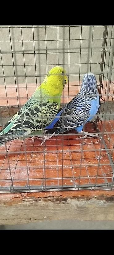 карп кои купить: Взрослая рабочая пара за обоих 2600 зелёная это самка синий Самец — 4