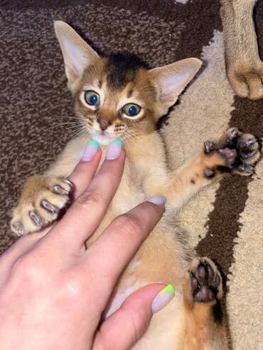 во сколько кастрировать кота: Абиссинская породапродаются котята. к лотку приучены будут.все — 2