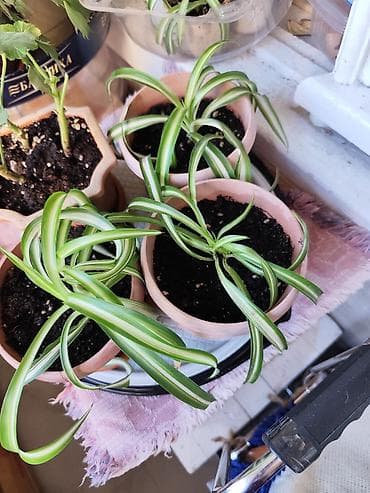 декабрист цветок цена: Алоэ Вера детки и алоэ столетник, для красоты, для лечения — 6